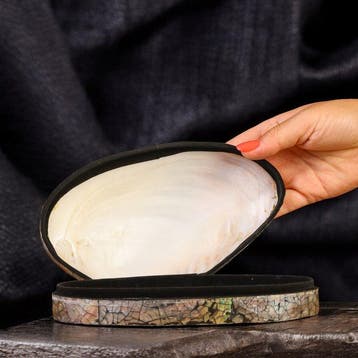 Prachtige sieradendoos: Panapea-schelp met zwarte fluweel en