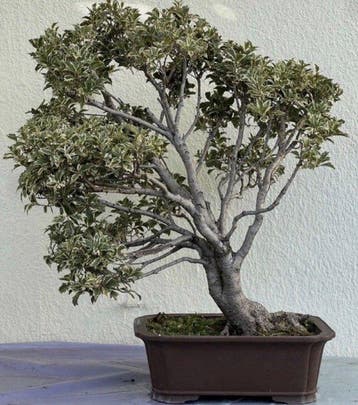 Bonsai Hulst - Hoogte (boom): 90 cm - Diepte (boom): 90 cm -
