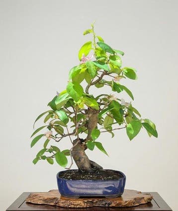 Bonsaï van Chaenomeles - Hoogte (boom): 45 cm - Diepte