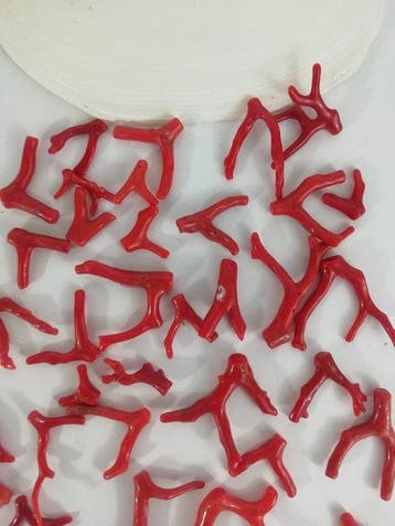 Bloedkoraal Koraal - Corallium rubrum (Zonder minimumprijs), Nieuw