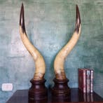 Buffel Hoorns - Bubalus Bubalis - 90 cm - 21 cm - 27 cm -