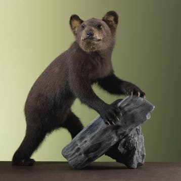 Zwarte Beer Jong Taxidermie Opgezette Dieren By Max, Ophalen of Verzenden, Opgezet dier