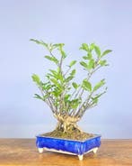 Magnolia stellata bonsai - Hauteur (arbre) : 45 cm -