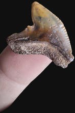 Requin - Dent fossile - Galeocerdo sp. - 20 mm - 24 mm (Sans
