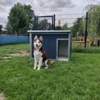 2 jaar garantie! Geisoleerd hondenhok SNEL THUIS  Nachthok, Verzenden, Hondenhok