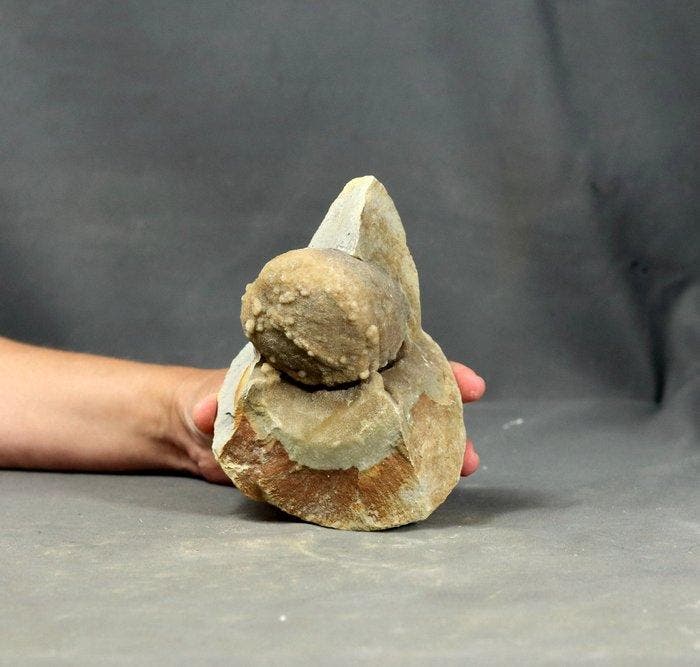 Nieuwsgierigheid: Wanneer fossielen mineralen ontmoeten -, Verzamelen, Mineralen en Fossielen