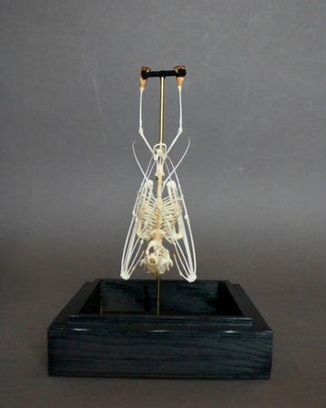 Chauve-souris Support de corps entier pour taxidermie -