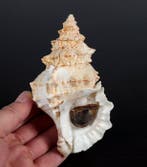 Prachtige schelp, verzamelobject Zeeschelp - Tutufa bubo, Nieuw