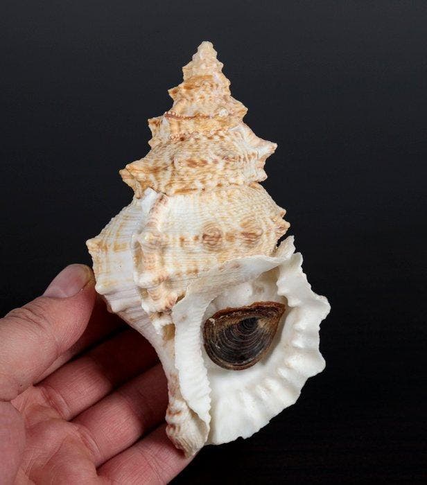 Prachtige schelp, verzamelobject Zeeschelp - Tutufa bubo, Verzamelen, Dierenverzamelingen