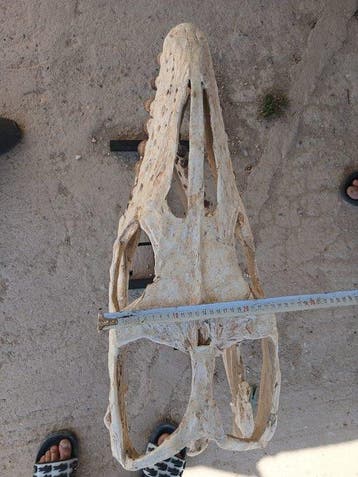 Mosasaurus - Fossiele schedel - Globidens phosphaticus - 64