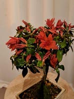 Azalea Bonsai - Hoogte (boom): 23 cm - Diepte (boom): 19 cm