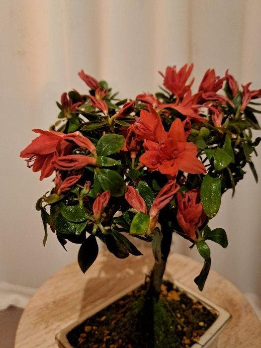 Azalea Bonsai - Hoogte (boom): 23 cm - Diepte (boom): 19 cm, Antiquités & Art, Curiosités & Brocante