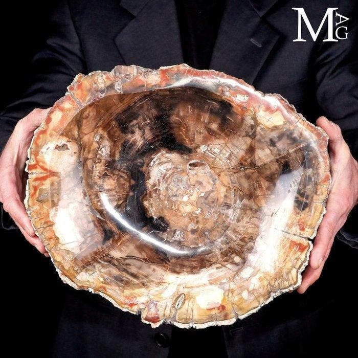 Handgemaakt versteend hout opbergbak - Een tijdloze fusie, Verzamelen, Mineralen en Fossielen