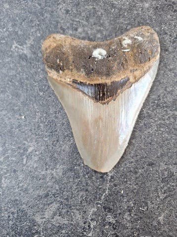 Mégalodon - Dent fossile - 11 cm - 8.4 cm