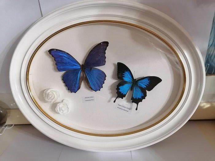 Vlinder Taxidermie wandmontage - Morpho Didius-Papilio, Collections, Collections Animaux