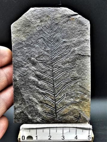 Varen - Gefossiliseerde plant - Alethopteris lonchitica