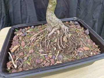 Bonsaï Épicéa (Picea) - Hauteur (arbre) : 45 cm - Profondeur