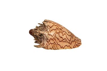 Couronne impériale (Cymbiola imperialis) | Volute impériale