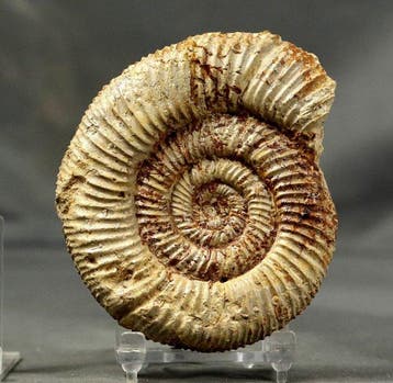 Fijn ammoniet - Gefossiliseerd dier - Passendorferia cf., Verzamelen
