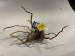 Spiderwood Selected SW95 - 35x15x16cm (Spider wood), Dieren en Toebehoren, Ophalen of Verzenden, Nieuw, Plant(en), Steen of Hout
