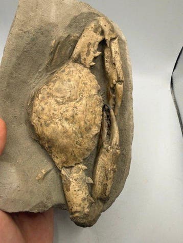 Culture Autre Crabe fossile Charybdis sp.