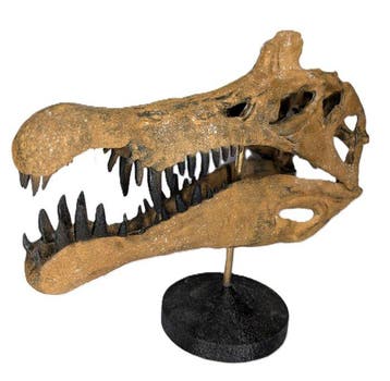 Fossiele schedel - Spinosaurus aegyptiacus - Museum-Grade