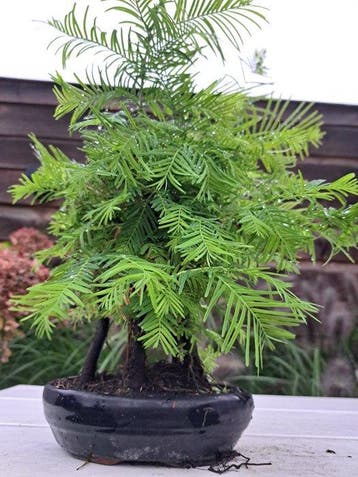 metasequoia bos in bonsaischaal - Hoogte (boom): 30 cm -