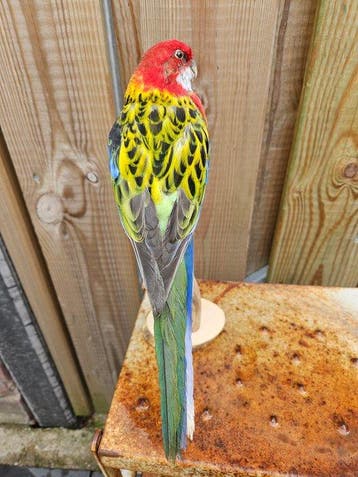 Magnifique perroquet rosella empaillé Support de corps