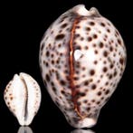 Cypraea Tigris Pardalis – Speciale Kleurstelling Zeeschelp -, Nieuw