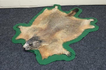 Alpine Marmot - full body flat skin Bot - Marmota marmota -