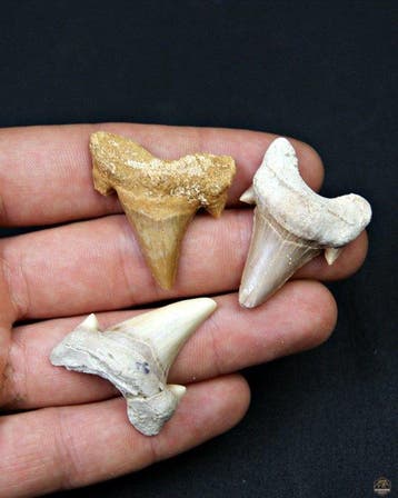 Requin - Dent fossile - Otodus obliquus (Sans prix de, Collections