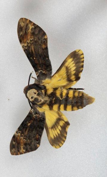 Vlinder Taxidermie volledige montage - Sphingidae (Sphinx) -, Verzamelen, Nieuw