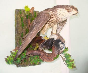 Falco cherrug - with EU trading certificate - commercial, Collections