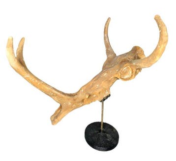 Fossiele schedel - Synthetoceras - Museum-Grade Replica - 55