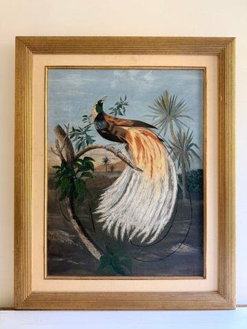 V. Aelgoet (XX) - Vogel van het paradijs