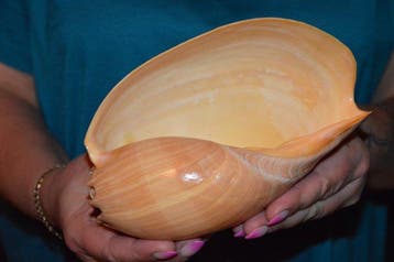 Zeeslak Zeeschelp - S-631 MELO AMPHORA (Zonder minimumprijs)
