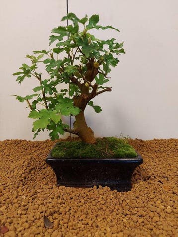 Morus - Hauteur (arbre) : 20 cm - Profondeur (arbre) : 23 cm