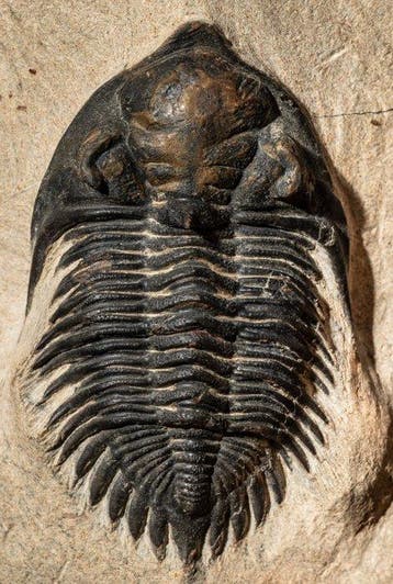 Fossiele trilobiet, koperen nugget & koper - Gefossiliseerd