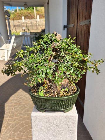 Olijf bonsai (Olea europaea) - Hoogte (boom): 38 cm - Diepte