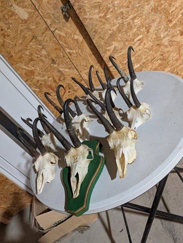 Gemsbok Taxidermie wandmontage - Rupicapra rupicapra - 32 cm, Verzamelen, Nieuw