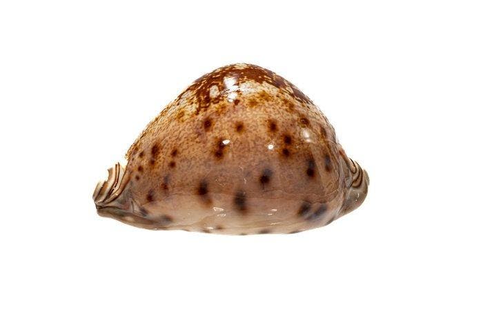 Prinzenkauri-slak $$$ momenteel zeldzaam en begeerd, Verzamelen, Dierenverzamelingen