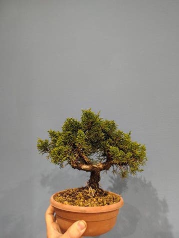 Jeneverbes bonsai (Juniperus) - Hoogte (boom): 20 cm -