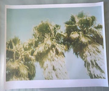 Stefanie Schneider - Palm Trees Dive by (Stranger than