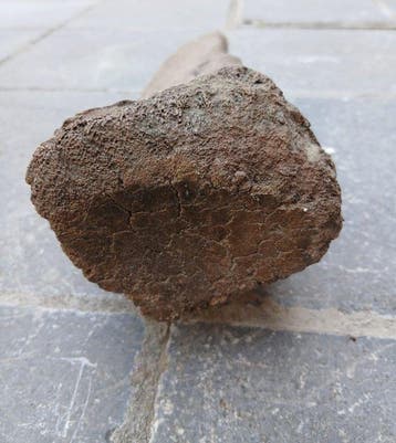 Mammouth laineux - Os fossilisé - 10 cm - 10 cm (Sans prix, Collections