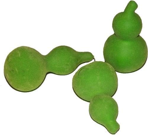 Bullis gedroogde kalebas Velvet Groen 10 stuks, Huis en Inrichting, Woonaccessoires | Kunstplanten en Kunstbloemen, Nieuw