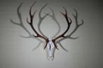 Grand trophée du cerf rouge Crâne - Cervus elaphus - 50 cm -