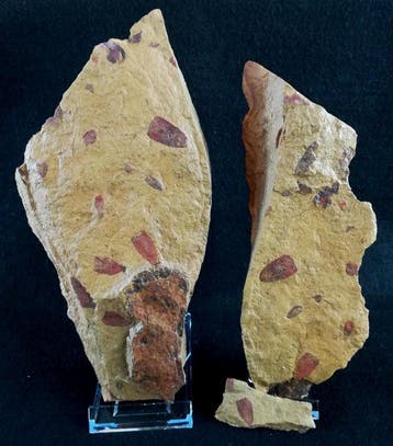 Primitieve spons – uitzonderlijk behoud!!! - Gefossiliseerd