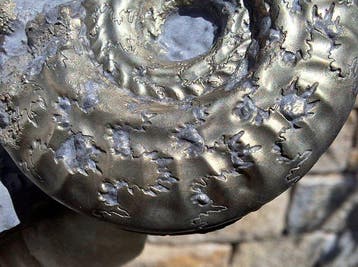 pyrite ammonite - Animal fossilisé - Arieticeras ruthenense