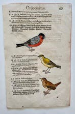 Conrad Gesner - Vogelbuch - 1600, Antiek en Kunst