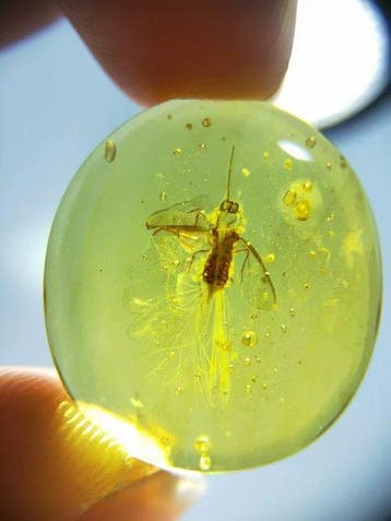 Précieux et rares! Joli - Ambre - Male.scale insect - 22.5